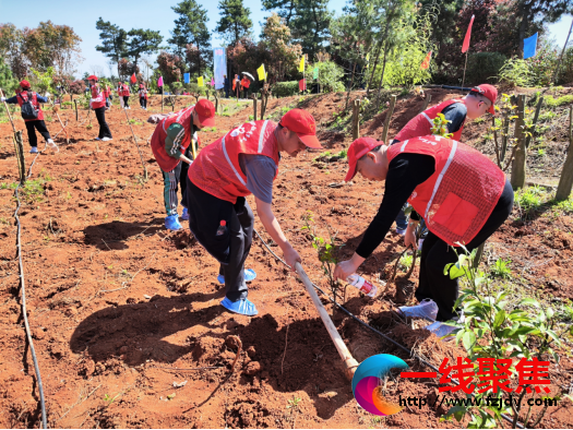 <b>湘潭市优居中心组织开展义务植树活动</b>