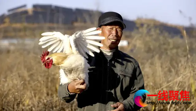 《鸡24小时》——平山县壹号家庭农场
