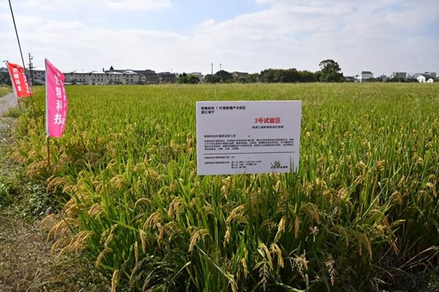<b>世粮叶面肥助农增产 种粮大户水稻喜获丰收</b>