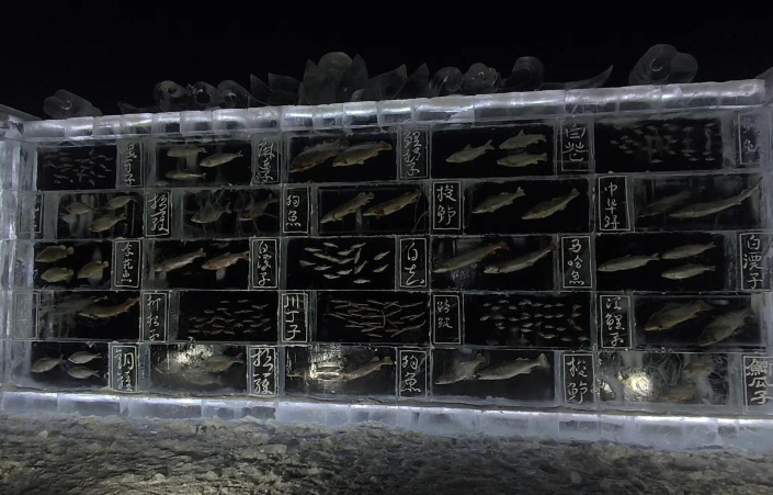 黑龙江三江口景区现3米高“冰封鱼墙”