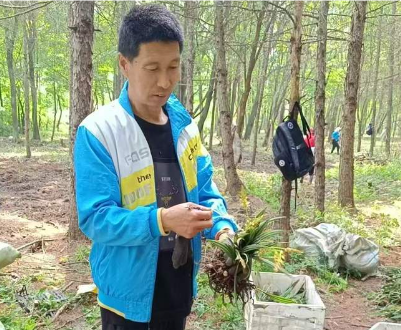 返乡创业农民王海林：山芋头种植 土