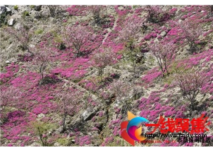 隆回醉美在龙瑶 花开花时节