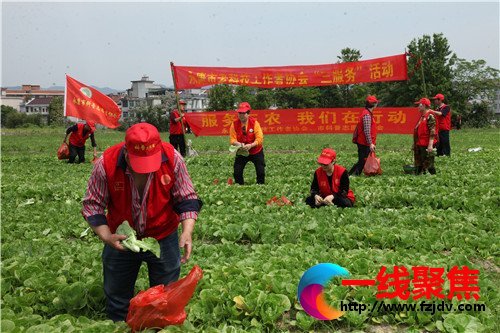 永康老科协与科普志愿者协会携手采摘蔬菜献爱心