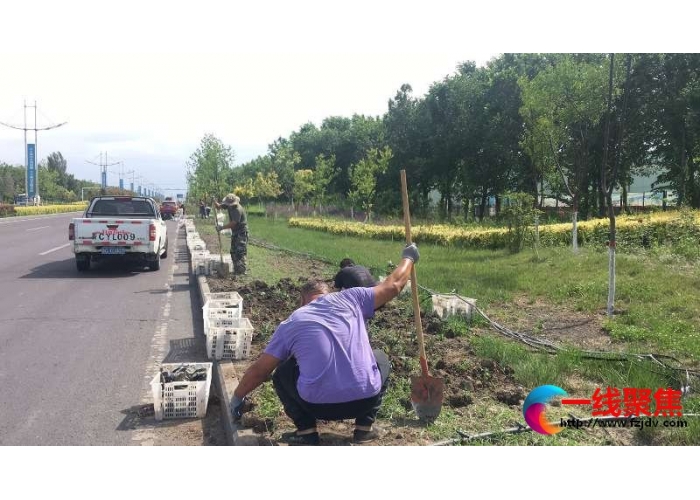 东十路栽种2.6万株月季花带