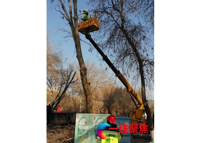 开启春季行道树养护  集中“整形” 修剪换新颜