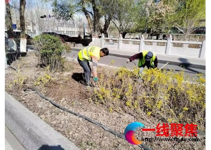 石河子市园林绿化养护中心开展补植补栽 为城市增绿添彩