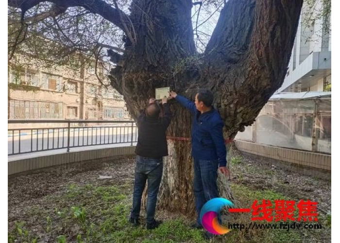 石河子市园林部门:对古树名木进行挂牌保护