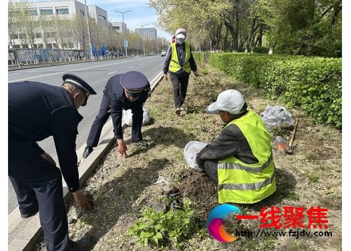新疆石河子：补苗栽花扮靓石城  为创建国家生态园林城市添彩