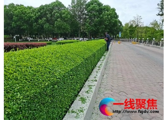新疆石河子市园林绿化养护中心补齐短板提升品质扎实推进生态园林城市创建工
