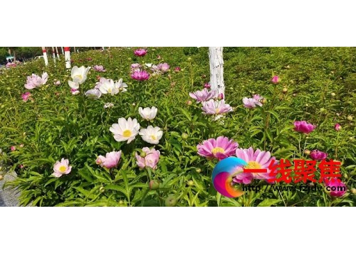 芍药花开好浪漫   娇艳欲滴赛牡丹