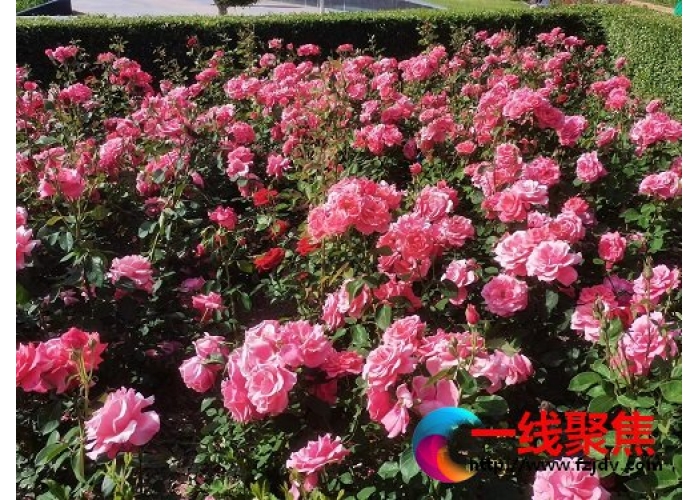用鲜花扮靓城市
