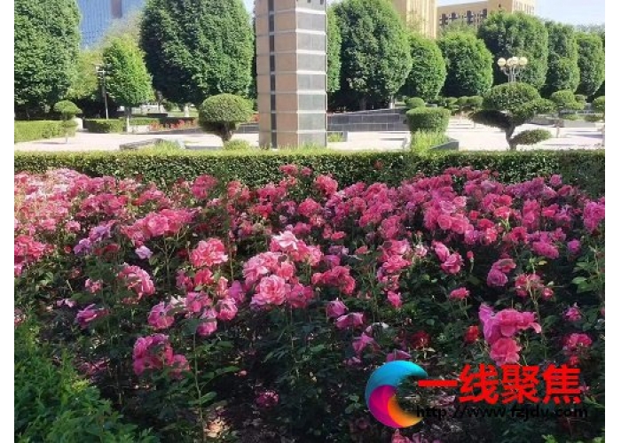 做好夏季绿化管护 提升园林景观效果