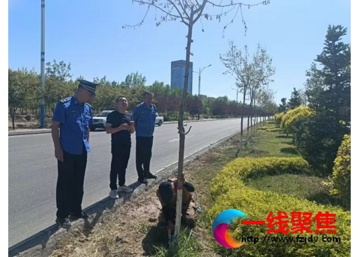 开展清理死树枯枝行动  消除安全隐患