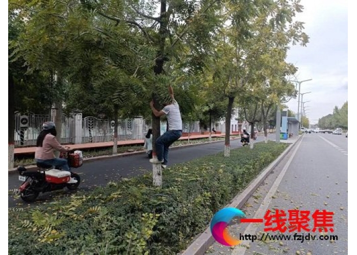 擅自采摘城市绿化果实，破坏街道景观效果 园林人在行动