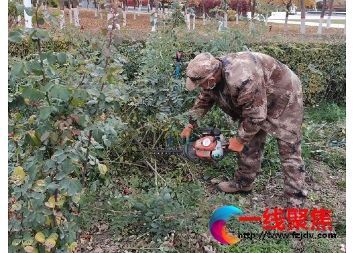 新疆石河子市园林绿化养护中心扎实推进秋冬季绿化养护工作