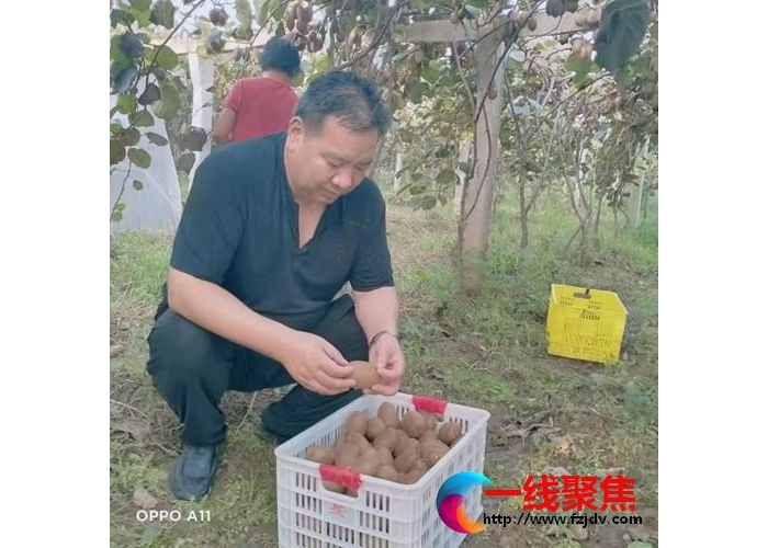 陕西周至翠香猕猴桃：翠绿果肉蕴藏清甜 奇异果香沁人心脾