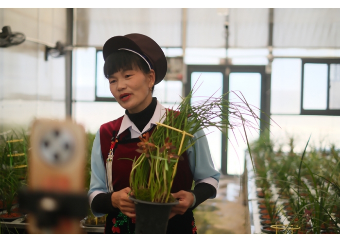 新春走基层|深山小草草致富大产业