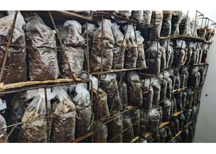 安图县永庆乡：“龙蛋”生金 山芋头