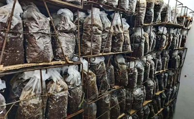 安图县永庆乡：“龙蛋”生金 山芋头拓宽富民路(图1)