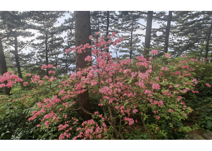 <strong>湖北龟峰山：花常在 业长青</strong>